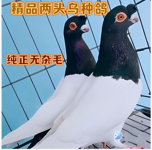 精品两头乌种鸽一对包邮