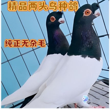精品两头乌种鸽一对包邮