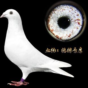 纯白信鸽沙漠秃鹰血统信鸽种鸽幼鸽一对包邮