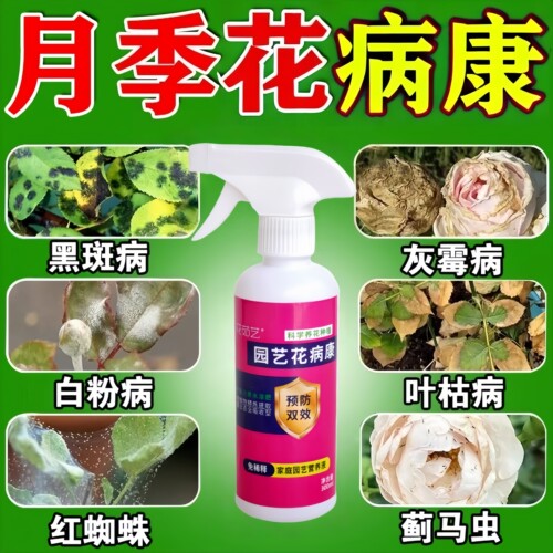 月季花病虫害常用药黑斑白粉专用