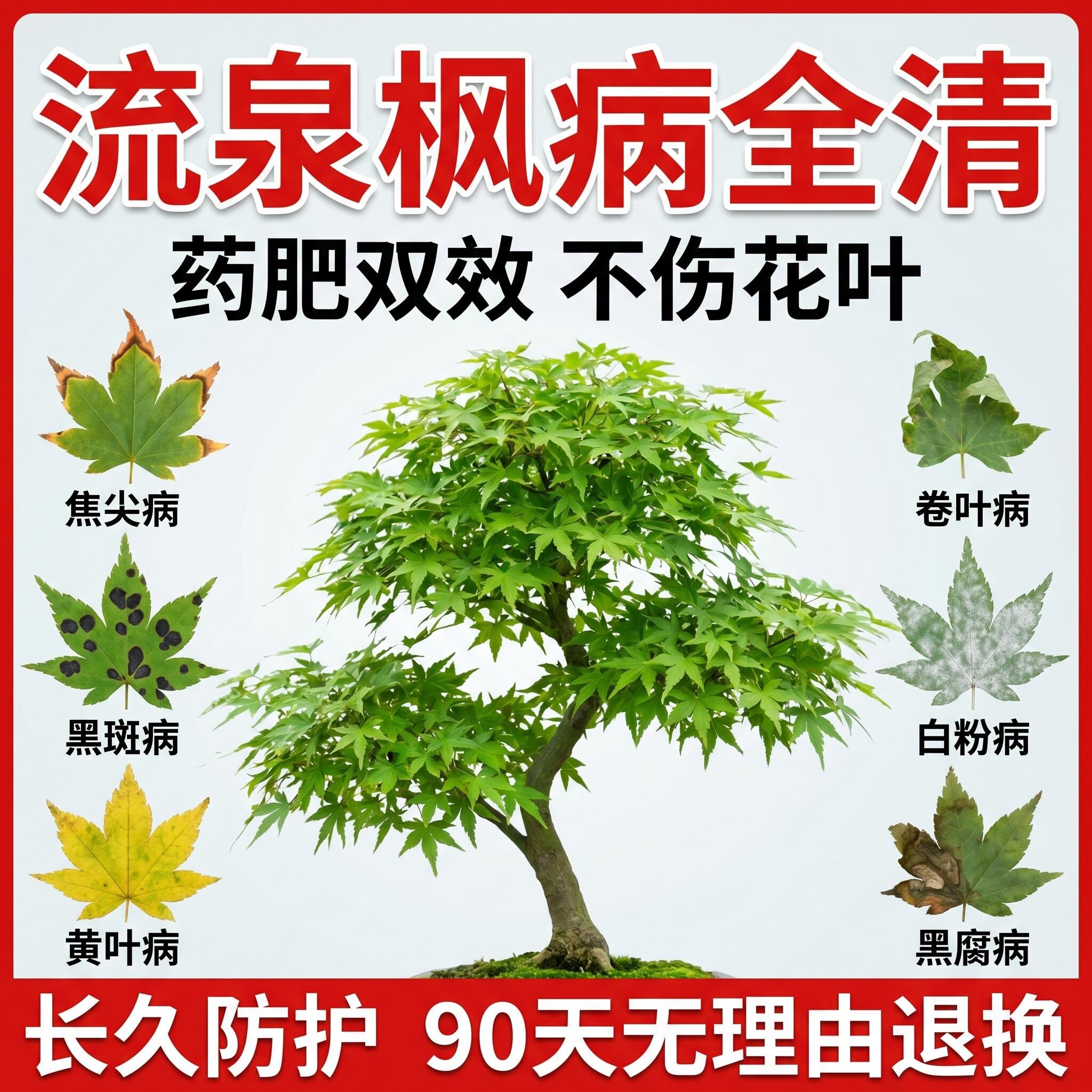 流泉枫营养液黄金红枫树专用肥防叶子发黄掉叶枯叶焦叶白粉病杀菌
