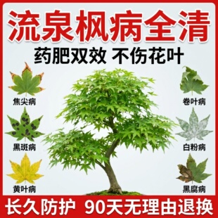 流泉枫营养液黄金红枫树专用肥防叶子发黄掉叶枯叶焦叶白粉病杀菌