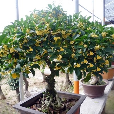 四季阳台花卉金桂花树苗盆栽观花植物庭院室内花客厅好养浓香型