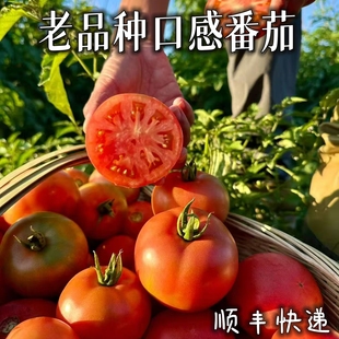 顺丰/露天老品种口感番茄自然成熟草莓柿子西红柿四川攀枝花米易