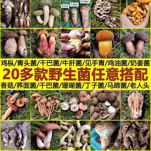 新鲜野生火把枞菌食用青头松茸