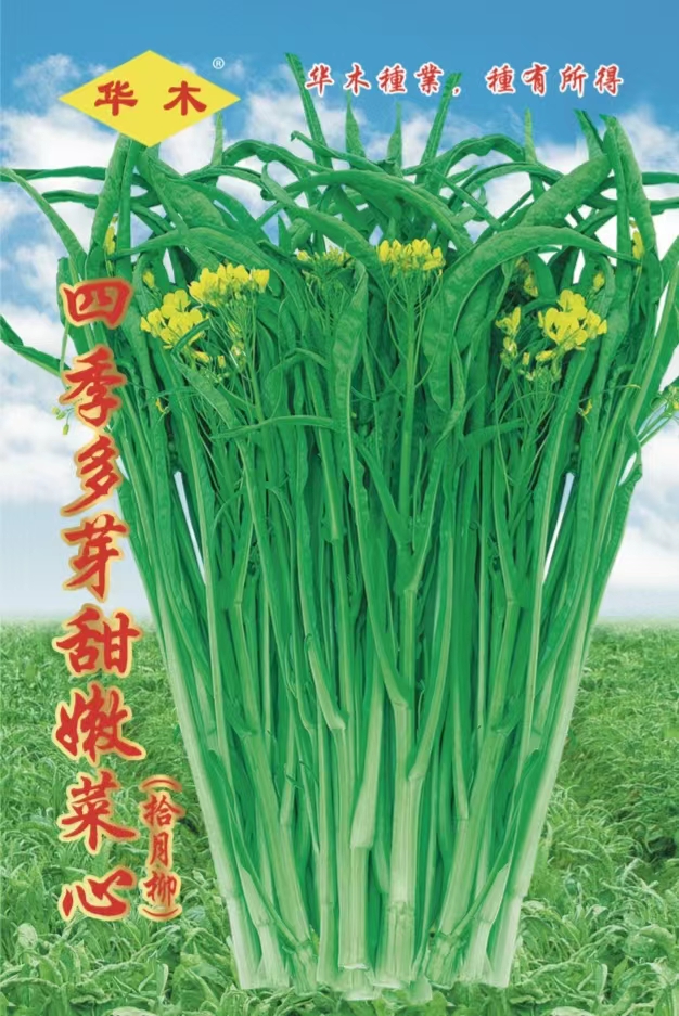 桂林十月柳种子拾月柳四季多芽甜嫩菜心卷芯耐抽苔