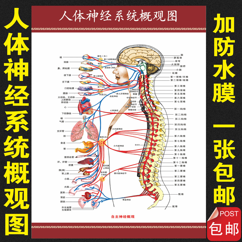 人体神经系统概观示意图宣传画教学展板医院科室挂图解剖图挂图