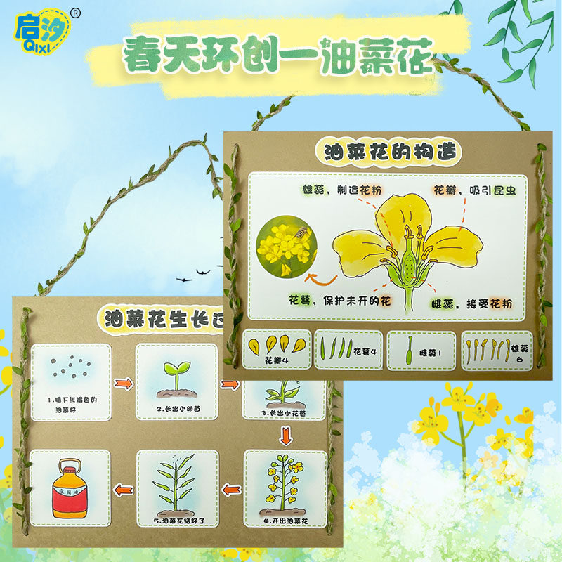 幼儿园墙面布置春天主题墙油菜花手工制作区角材料投放环创科学区