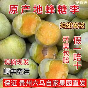 贵州正宗六马蜂糖李镇宁直发新鲜水果【2026年当季新品顺丰空运】