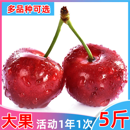 烟台大樱桃5斤美早品种可选现摘