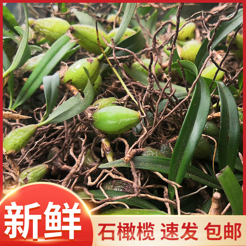 石橄榄双叶小号新鲜石仙桃果炖汤补品煲汤材料500g|msdalam kategori makanan berkhasiat tradisional, Ubat-ubatan dan makanan yang boleh dimakan, Lain Perubatan dan Makanan yang boleh dimakan - dari Buy2taobao.com untuk memberikan perkhidmatan ejen Taobao profesional membeli