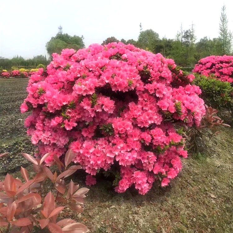 四季开花映山红杜鹃花苗夏娟毛杜鹃球形树苗别墅庭院植物花卉好养