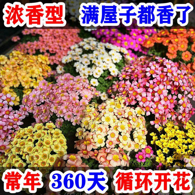 多色酢酱草四季开花紫色酢浆草幸运草盆栽室外庭院炸酱草花苗花卉