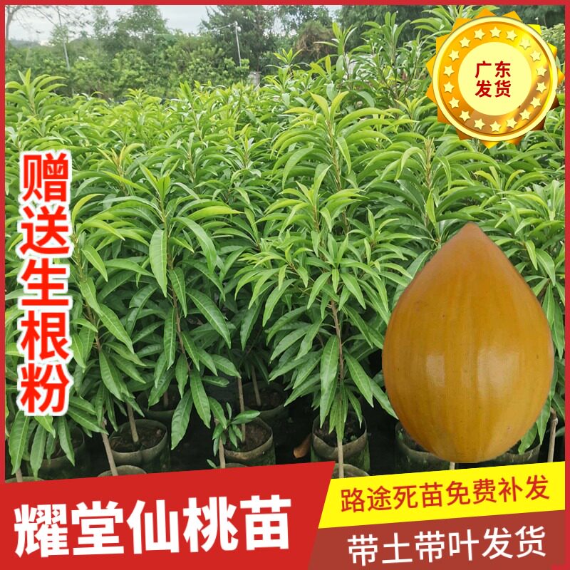 正宗嫁接耀堂仙桃苗蛋黄果苗鸡蛋果苗四季庭院盆地栽种植当年结果