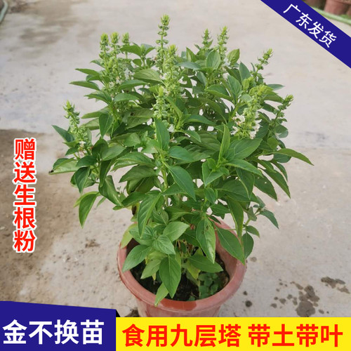 金不换薄荷苗罗勒九层塔花兰香