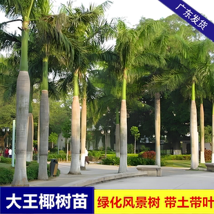 大王椰子树苗大王棕树苗盆栽绿化树四季常绿庭院别墅风景观赏树苗