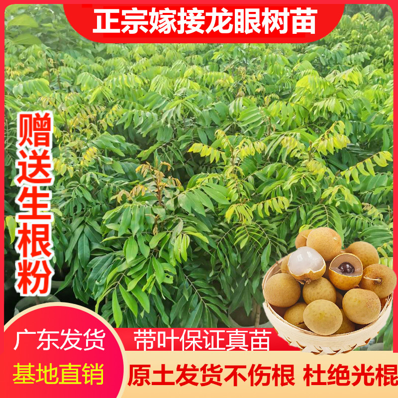 龙眼桂圆果树苗正宗嫁接四季石硖储良龙眼果树盆地栽种植当年结果