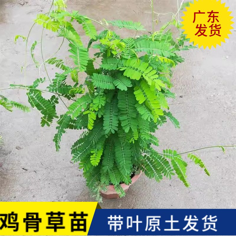 鸡骨草苗盆栽广东相思子绿植红母草苗 可食用大黄草好养 植物耐热