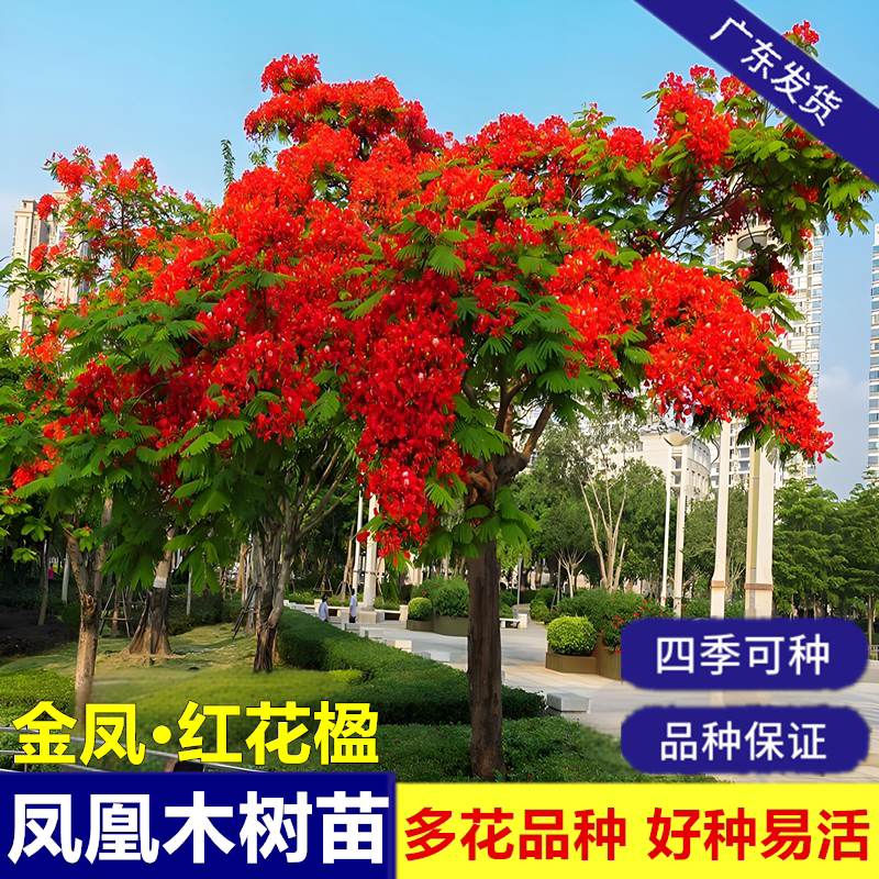 凤凰木红花楹旺宅树苗