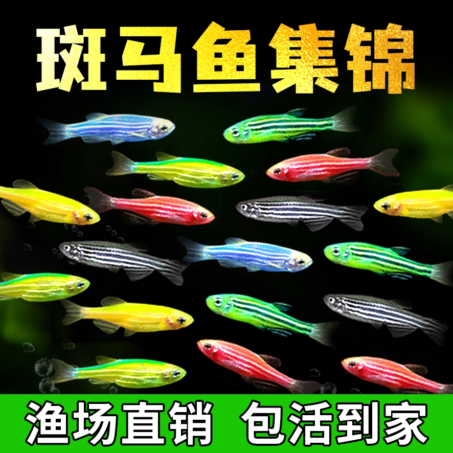 糖果斑马鱼活鱼淡水冷水新手好养耐活灯科鱼小型热带鱼苗观赏鱼