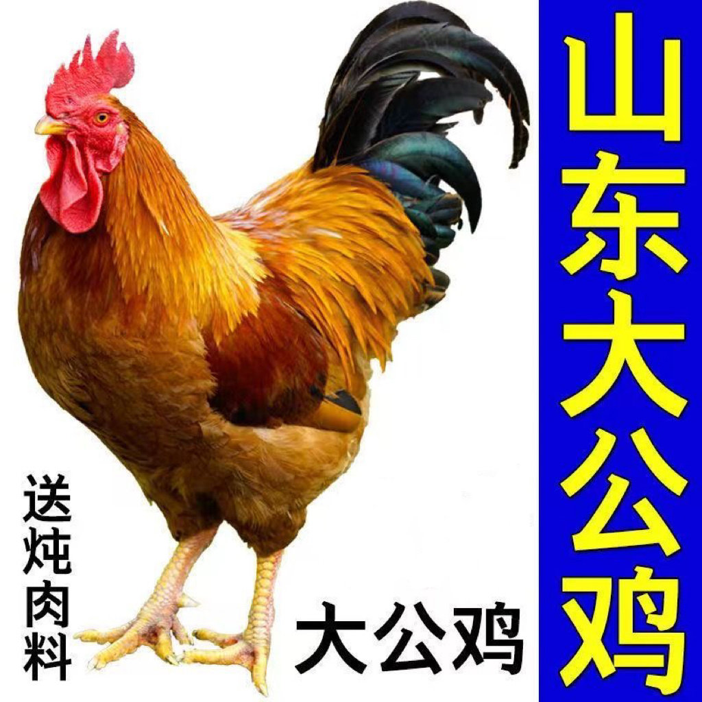 【农村散养老公鸡】正宗大公鸡现杀老公鸡大土鸡老公鸡走地鸡鸡肉