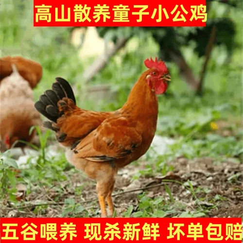 小公鸡童子鸡食用农产品