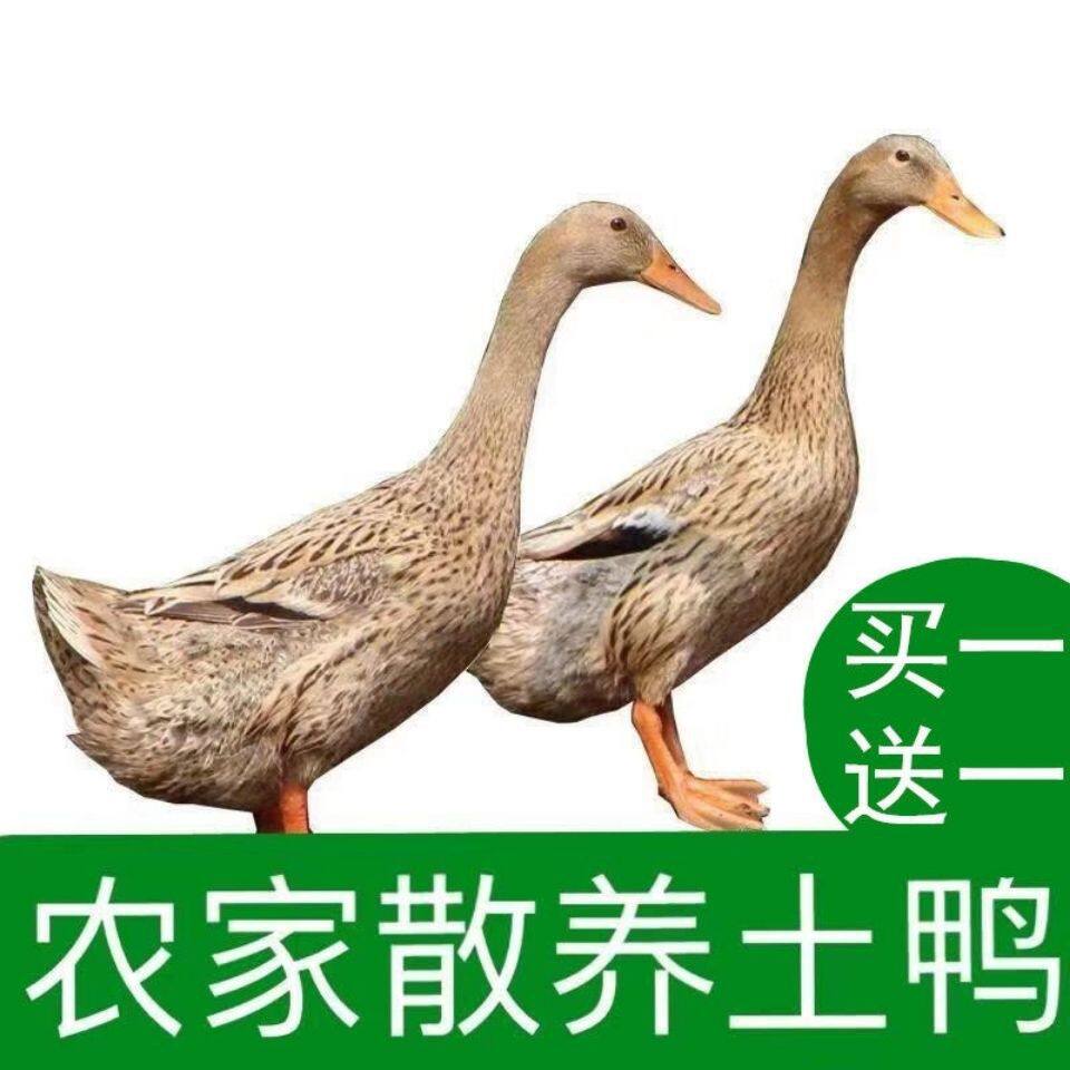 顺丰包邮散养土鸭新鲜宰杀整鸭