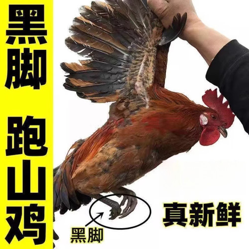 散养大公鸡 农家黑脚公鸡黑抓公土鸡走地鸡笨鸡柴鸡新鲜鸡肉
