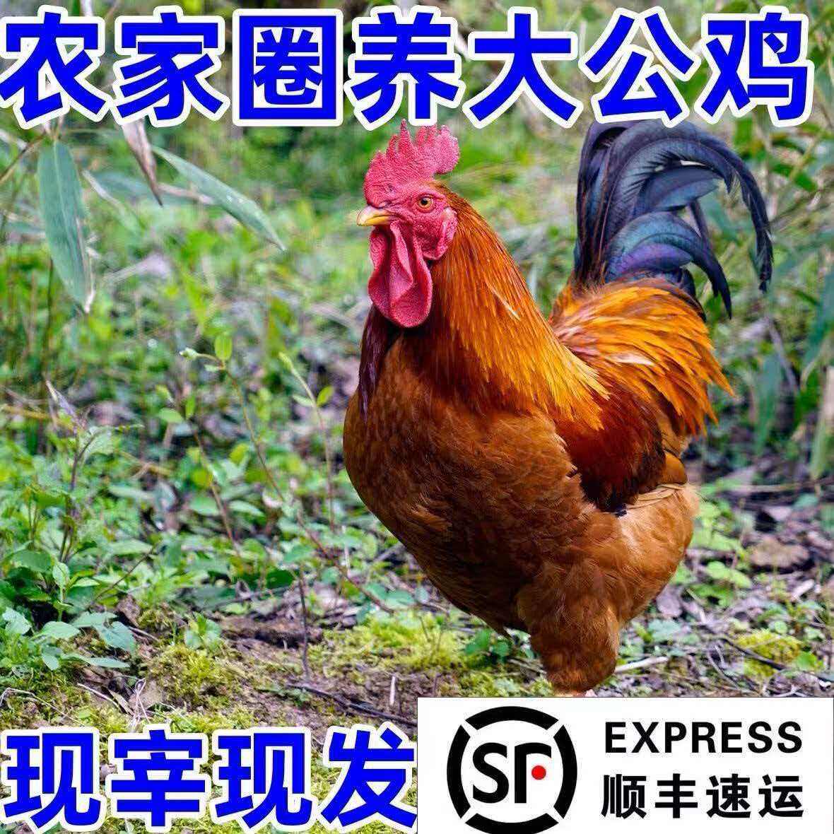 农家散养黑凤土公鸡大公鸡