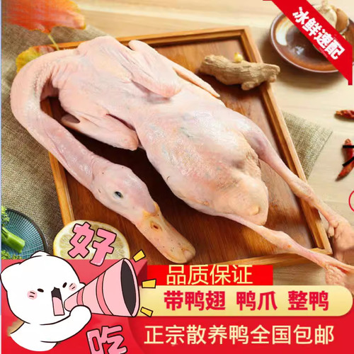 农家散养土鸭子麻鸭草鸭老鸭水鸭子肉整只活体现杀笨鸭