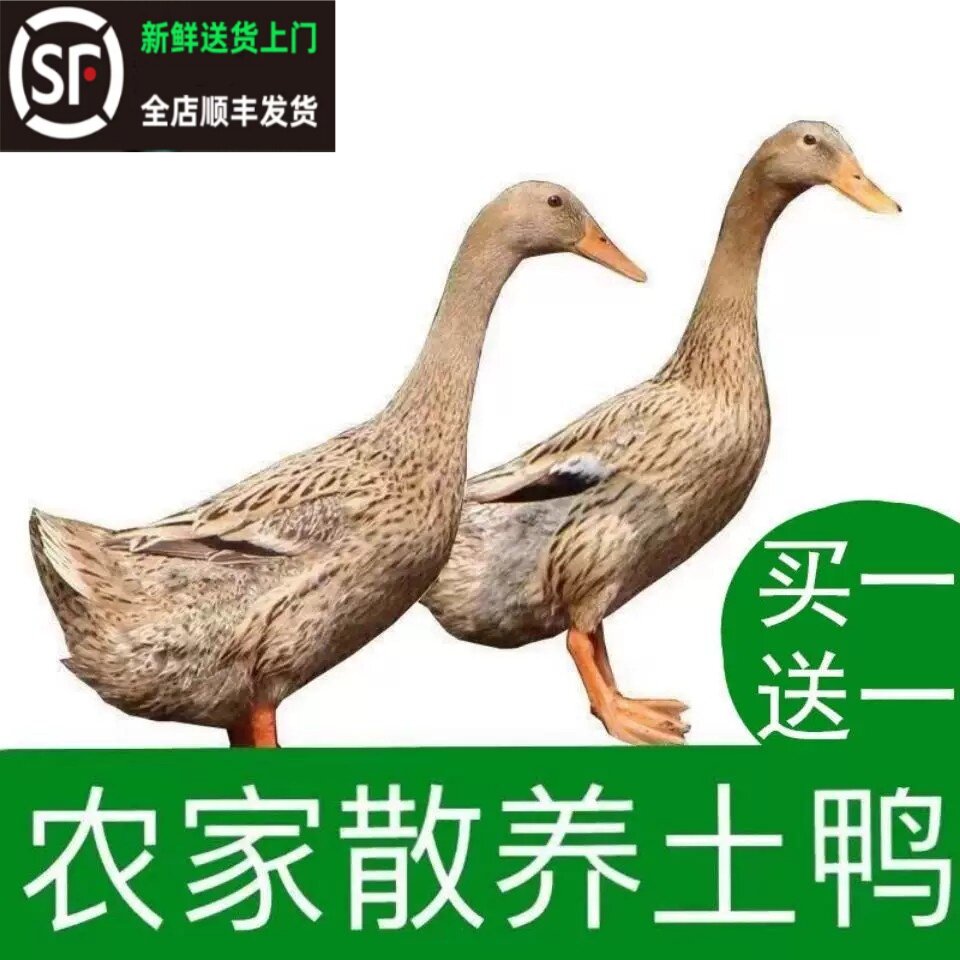 顺丰散养鸭子土鸭农家水养老鸭鸭肉土鸭新鲜宰杀发货 2 斤1只整鸭