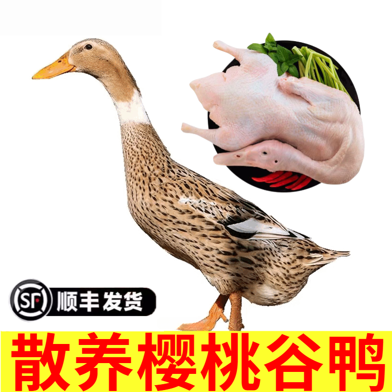 正宗农村散养土鸭子白条鸭新鲜鸭子整只去爪去内脏煲汤