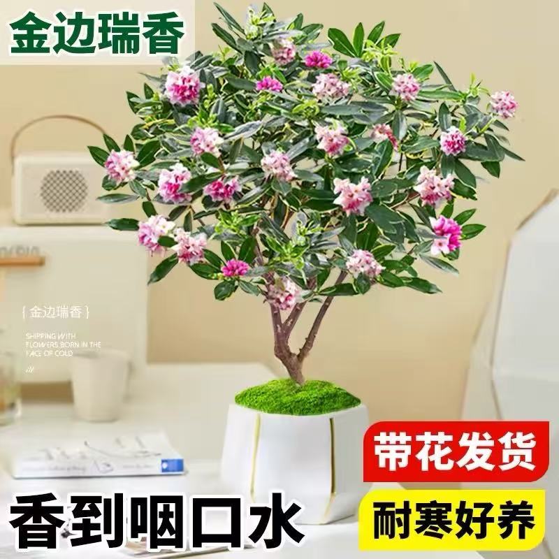 金边瑞香盆栽室内花卉浓香型 大苗老桩造型盆栽花苗冬季带花发货