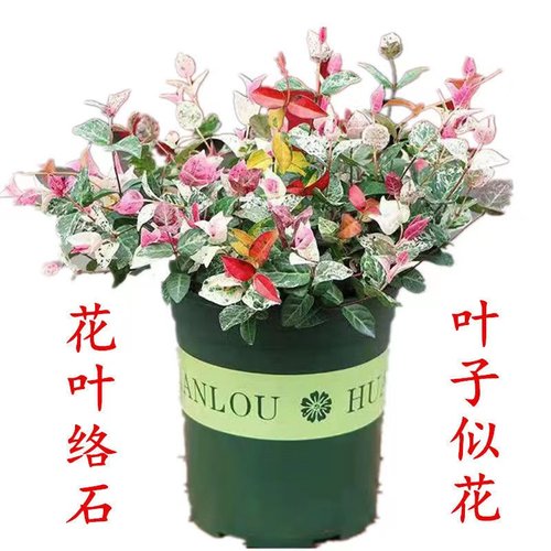 花叶万年青价格 花叶万年青图片 星期三