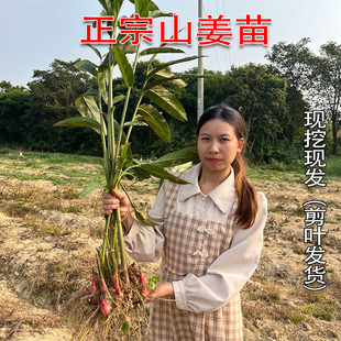 广东阳春现挖四季可种食用香料正宗野生山姜种苗南姜高良姜