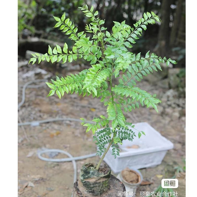 南方降龙木鸡枯挡鸟不站鸡刺木三年原生一棵降龙木小盆栽盆景