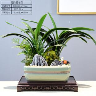 樊韵君子兰盆栽室内花卉桌面绿植盆景植物开业乔迁礼品年宵兰花花