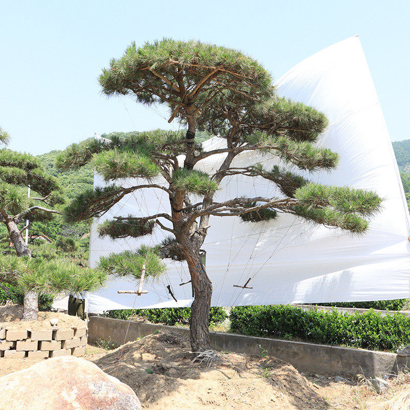 四季常绿迎客松树松树盆景景区迎客松绿化工地用2米道路景松