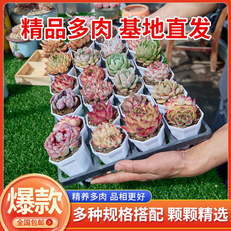 精品多肉植物好养成品大颗阳台豪华套装组合桃蛋玉露绿植花卉园艺