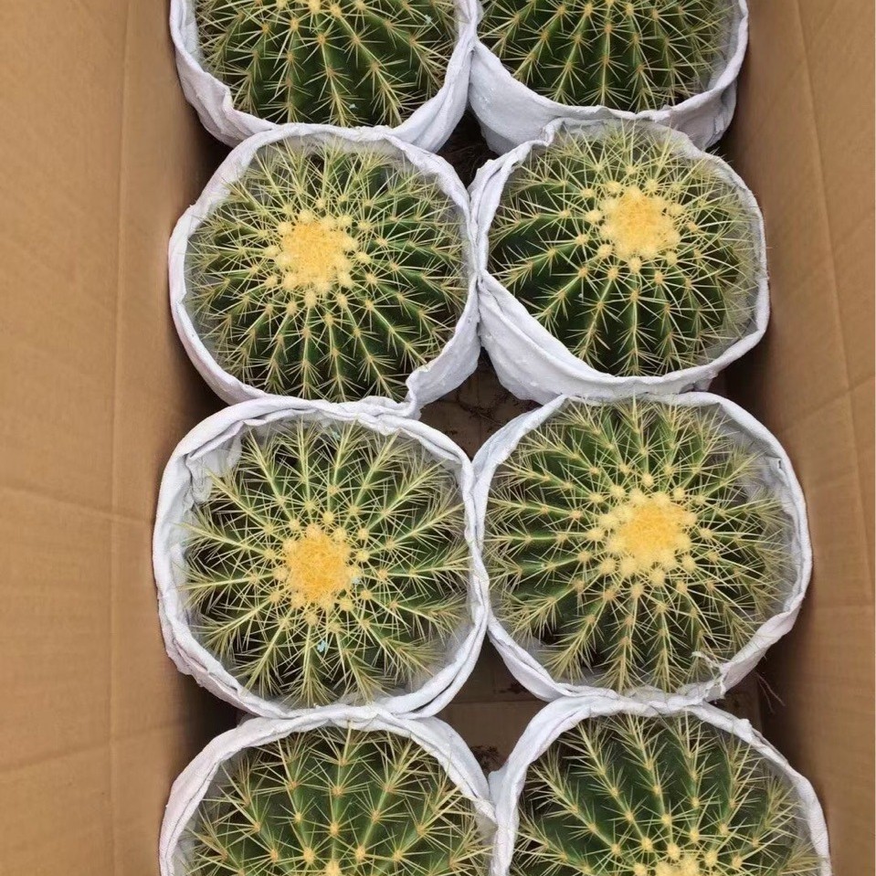 8装金仙人掌仙人球多肉植物仙人球虎沙生植物花卉基地直批