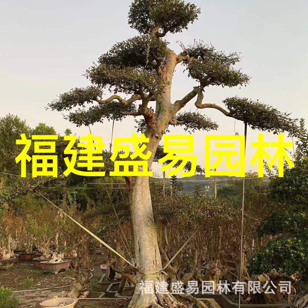 福建漳州榆树桩头批发榆树桩价格榔榆供应基地榆树造型盆景