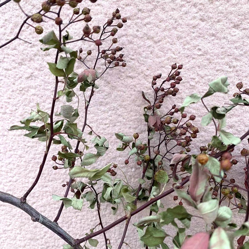 家居装饰植物干花花枝山归来树枝插花天然软装