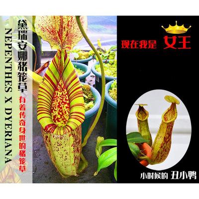 黛瑞安娜猪笼草小虫草堂食虫植物捕蝇草盆栽巨型大型超大巨大笼子