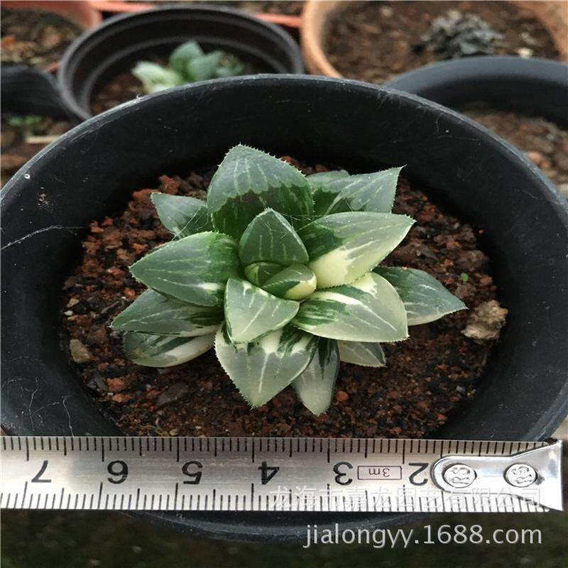 姬寿锦十二卷基地造景点缀小盆栽多肉植物组合盆栽直销批发