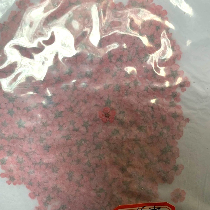 配植物干花小水仙花五瓣花饰品美甲浮游瓶天然花