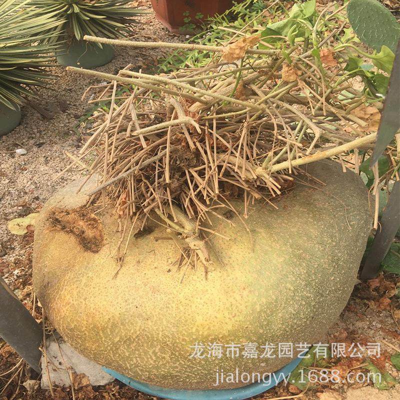 睡睡实生爬藤块根银叶布袋布袋葫芦科多肉植物块根盆栽形状可挑,鲜花速递/花卉仿真/绿植园艺,多肉植物,淘宝优惠券,粉丝福利购,淘宝优惠卷