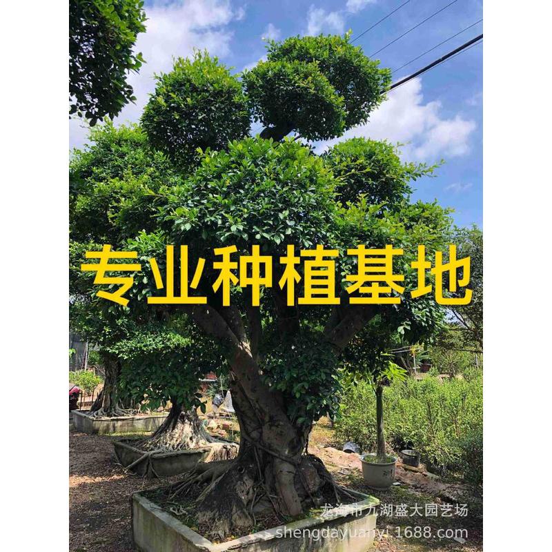 四川小叶榕树桩 江西湖南造型小叶榕榕 重庆小叶报价桩头价格