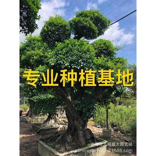 四川小叶榕树桩批发福建造型小叶榕桩榕基地重庆小叶景桩头价格