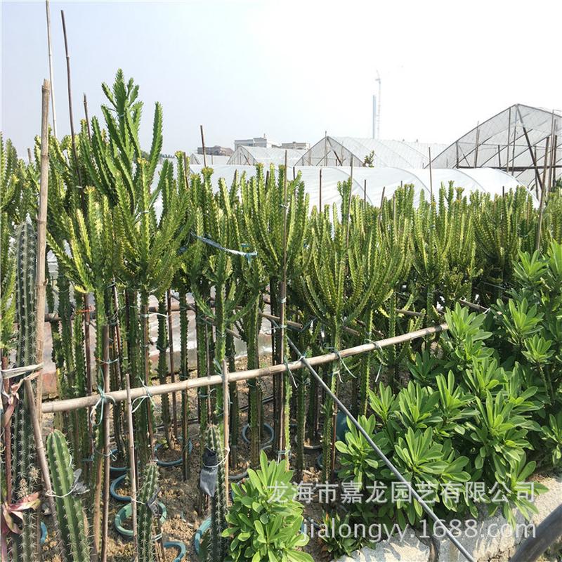 彩帝錦沙生大型植物室外仙人掌造景園林展覽植物熱帶雨林風光