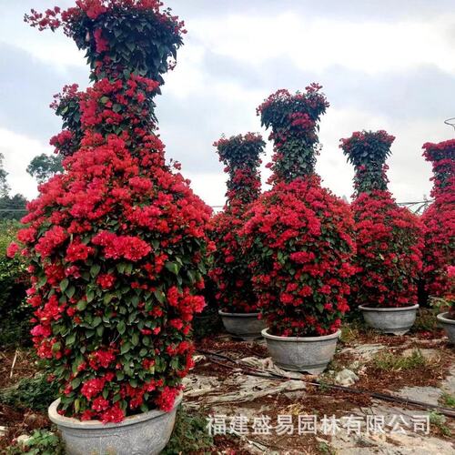 桩三角梅酒瓶子造型景批发 多色花瓶三角梅价格 三角梅桩头树桩